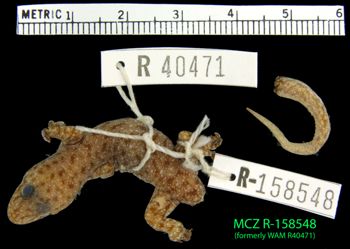 Media type: image;   Herpetology R-158548